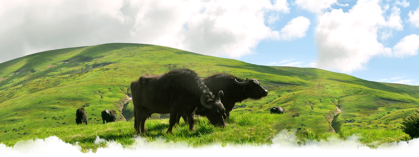 Фото стада буйволів